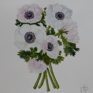 Franske Anemoner