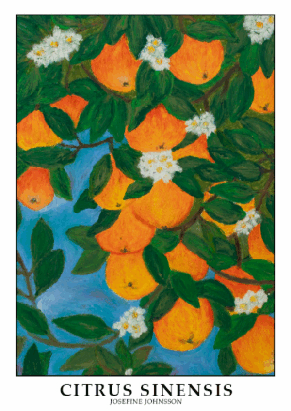 Appelsiner - Plakat