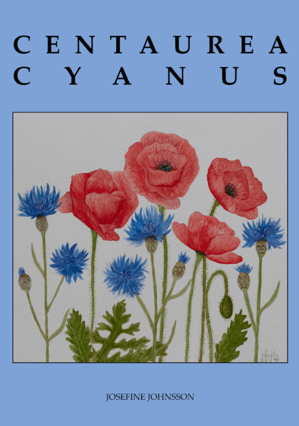 Valmuer og Kornblomster - Plakat