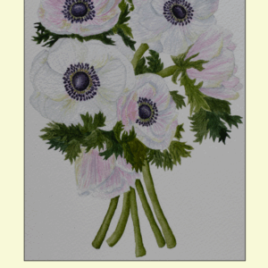 Skærmbillede 2025-06-26 125943 Franske Anemoner - Plakat