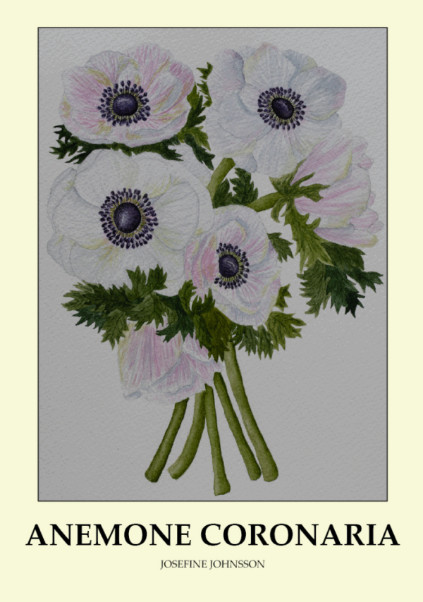 Franske Anemoner - Plakat